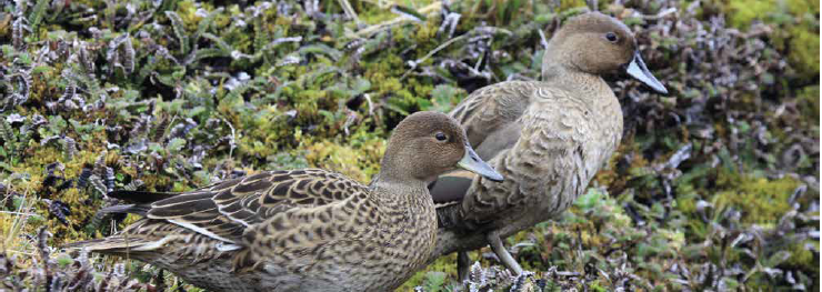 Les îles Kerguelen abritent une population de plusieurs milliers de couples de Canards d’Eaton, mais leur présence était jusqu'à présent peu documentée. © Antoine Dervaux Les îles Kerguelen abritent une population de plusieurs milliers de couples de Canards d’Eaton, mais leur présence était jusqu'à présent peu documentée. © Antoine Dervaux