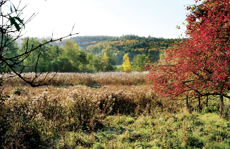 Commune de Baerenthal, roselière et espèces invasives.