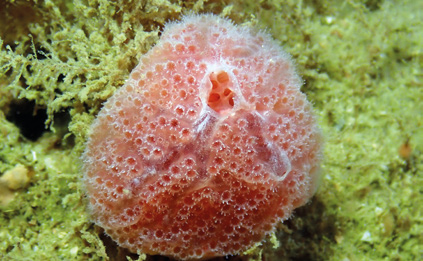 Aplidium elegans (Fraise de mer) à Plougastel. © Benjamin Guichard - OFB