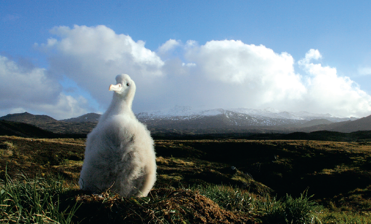 Les poussins d’Albatros hurleurs sont vulnérables aux attaques de souris, qui souvent leur sont fatales. © Ross Wanless