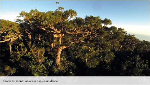 Kaoris du mont Panié vus depuis un drone. © Conservation International / François Tron