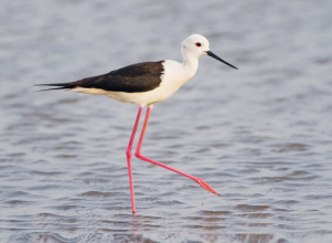 Échasse blanche (Himantopus himantopus) © JJ Harrison Échasse blanche (Himantopus himantopus) © JJ Harrison