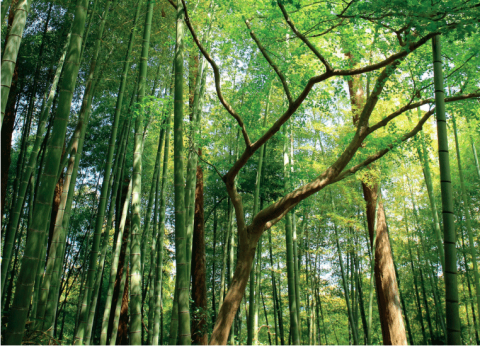 Selon des chercheurs japonais, les composés volatiles produits par les arbres stimulent efficacement le système immunitaire. Les « bains de forêts », sensés réduire le stress, sont très prisés des Japonais
