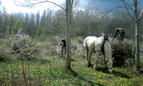 Débardage à cheval dans le marais de Frocourt en vallée de l'Epte (évacuation des broussailles).