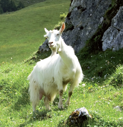 Chèvre d'Appenzell, particulièrement adaptée à la pratique de la transhumance.
