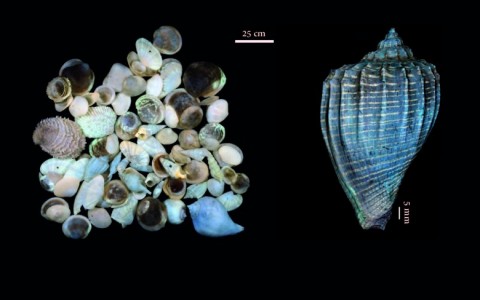 Échantillons de fossiles variés (à gauche) et Athleta (Neoathleta) citharoedus, MNHN A25029 (à droite) prélevés à Grignon et photographiés sous lumière UV. © P. Loubry - MNHN