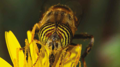 Eristalinus taeniops, l’une des nombreuses espèces de syrphes pollinisant une épervière commune.